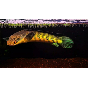 ЗМЕЕГОЛОВ ИМПЕРАТОРСКИЙ ЖЕЛТЫЙ - Channa marulioides Yellow Sentarum