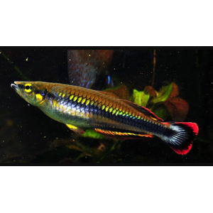 Бедоция мадагаскарская (Bedotia madagascariensis) — пресноводная лучепёрая рыбка из семейства Бедотиевые, эндемик острова Мадагаскар. Также встречается под названием мадагаскарская радужница.