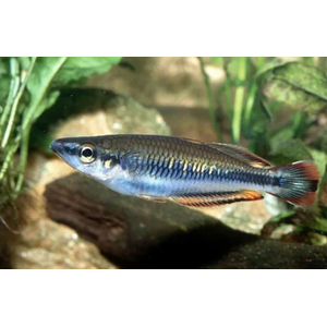 Бедоция мадагаскарская (Bedotia madagascariensis) — пресноводная лучепёрая рыбка из семейства Бедотиевые, эндемик острова Мадагаскар. Также встречается под названием мадагаскарская радужница.