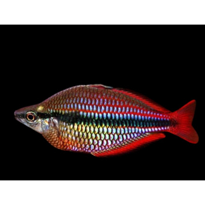 Радужница трёхполосая (Melanotaenia trifasciata) — пресноводная лучепёрая рыбка из семейства Радужницы. Отличительная особенность — характерные полоски, которые тянутся от головы до хвоста. Радужница трёхполосая (Melanotaenia trifasciata) — пресноводная лучепёрая рыбка из семейства Радужницы. Отличительная особенность — характерные полоски, которые тянутся от головы до хвоста.