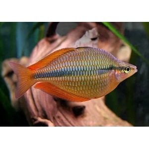 Радужница трёхполосая (Melanotaenia trifasciata) — пресноводная лучепёрая рыбка из семейства Радужницы. Отличительная особенность — характерные полоски, которые тянутся от головы до хвоста.