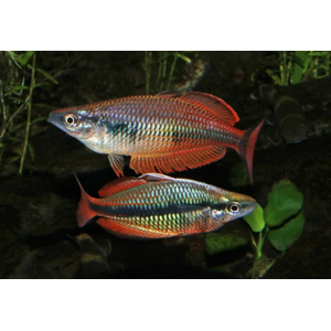 Радужница трёхполосая (Melanotaenia trifasciata) — пресноводная лучепёрая рыбка из семейства Радужницы. Отличительная особенность — характерные полоски, которые тянутся от головы до хвоста.