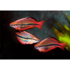 Радужница трёхполосая (Melanotaenia trifasciata) — пресноводная лучепёрая рыбка из семейства Радужницы. Отличительная особенность — характерные полоски, которые тянутся от головы до хвоста.