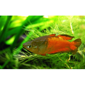 Радужница Паркинсона (Melanotaenia parkinsoni) — вид радужниц, родом с острова Новая Гвинея. Также известна как оранжевая радужная рыба.