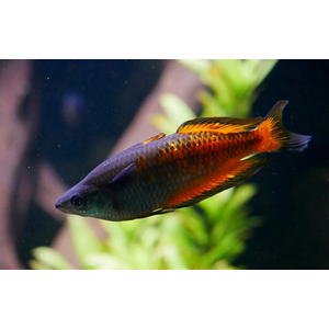Радужница Паркинсона (Melanotaenia parkinsoni) — вид радужниц, родом с острова Новая Гвинея. Также известна как оранжевая радужная рыба.
