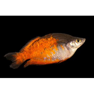 Радужница Паркинсона (Melanotaenia parkinsoni) — вид радужниц, родом с острова Новая Гвинея. Также известна как оранжевая радужная рыба.Радужница Паркинсона (Melanotaenia parkinsoni) — вид радужниц, родом с острова Новая Гвинея. Также известна как оранжевая радужная рыба.