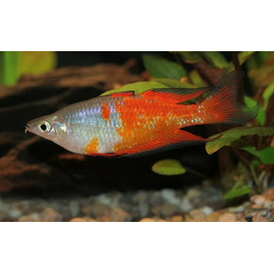 Радужница Паркинсона (Melanotaenia parkinsoni) — вид радужниц, родом с острова Новая Гвинея. Также известна как оранжевая радужная рыба.