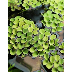 САЛЬВИНИЯ КЛОБУЧКОВАЯ, Salvinia cucullata