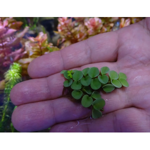 САЛЬВИНИЯ КЛОБУЧКОВАЯ, Salvinia cucullata