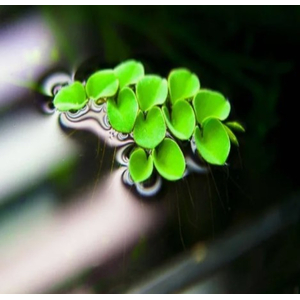 САЛЬВИНИЯ КЛОБУЧКОВАЯ, Salvinia cucullata