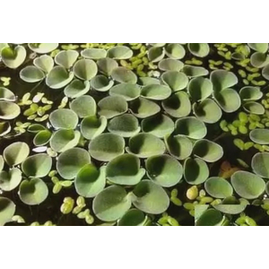 САЛЬВИНИЯ КЛОБУЧКОВАЯ, Salvinia cucullata