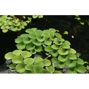 САЛЬВИНИЯ КЛОБУЧКОВАЯ, Salvinia cucullata