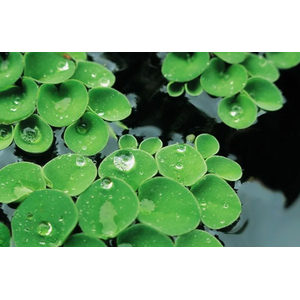 САЛЬВИНИЯ КЛОБУЧКОВАЯ, Salvinia cucullata