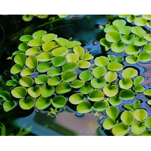 САЛЬВИНИЯ КЛОБУЧКОВАЯ, Salvinia cucullata