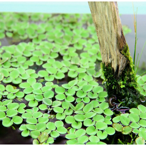 САЛЬВИНИЯ КЛОБУЧКОВАЯ, Salvinia cucullata