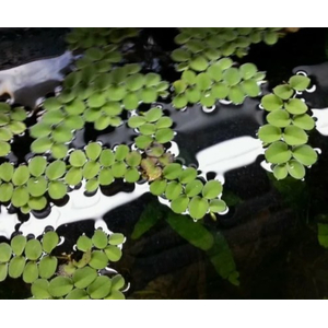 САЛЬВИНИЯ КЛОБУЧКОВАЯ, Salvinia cucullata