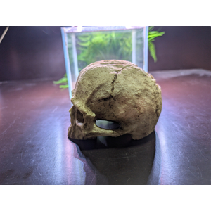 GR1109 Декорация Череп без н/челюсти