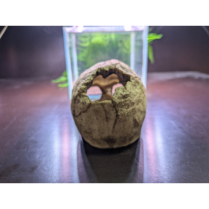 GR1109 Декорация Череп без н/челюсти