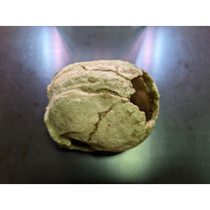 GR1109 Декорация Череп без н/челюсти