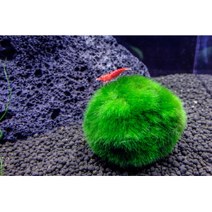 Кладофора-маримо (Cladophora aegagropila, Эгагропила Линнея, Aegagropila linnaei)