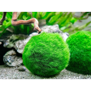 Кладофора-маримо (Cladophora aegagropila, Эгагропила Линнея, Aegagropila linnaei)