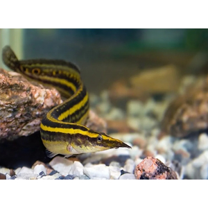 Макрогнатус чернолинейный (Macrognathus aral) — рыба, которая обитает в водоёмах со слабым течением, предпочитает места с зарослями водных растений и мягким грунтом.