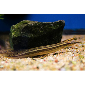 Макрогнатус чернолинейный (Macrognathus aral) — рыба, которая обитает в водоёмах со слабым течением, предпочитает места с зарослями водных растений и мягким грунтом.