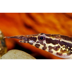 Макрогнатус чернолинейный (Macrognathus aral) — рыба, которая обитает в водоёмах со слабым течением, предпочитает места с зарослями водных растений и мягким грунтом.