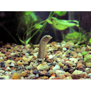 Макрогнатус чернолинейный (Macrognathus aral) — рыба, которая обитает в водоёмах со слабым течением, предпочитает места с зарослями водных растений и мягким грунтом.