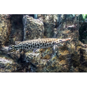 ЩУКА АЛЛИГАТОРНАЯ Миссисипский панцирник (Atractosteus spatula)