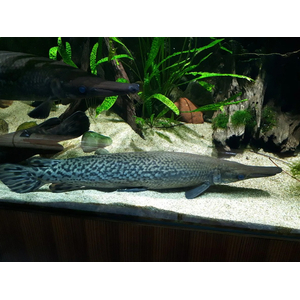 ЩУКА АЛЛИГАТОРНАЯ Миссисипский панцирник (Atractosteus spatula)