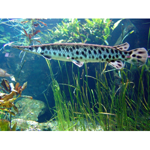 ЩУКА АЛЛИГАТОРНАЯ Миссисипский панцирник (Atractosteus spatula)