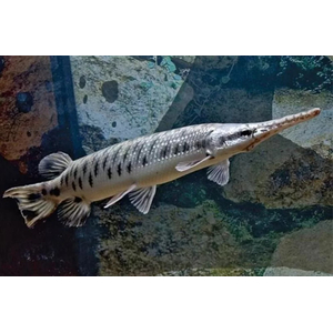 ЩУКА АЛЛИГАТОРНАЯ Миссисипский панцирник (Atractosteus spatula)