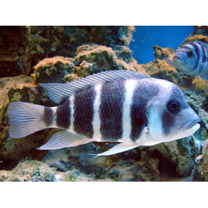 Cyphotilapia frontosa — лучепёрая рыба из семейства Цихловые, лобастая цифотиляпия, фронтоза. Научное описание вида было дано в 1906 году английским ихтиологом Джорджем Альбертом Буленджером.