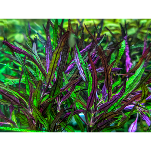 ХЕМИГРАФИС УЗКОЛИСТНЫЙ - Hemigraphis narrow