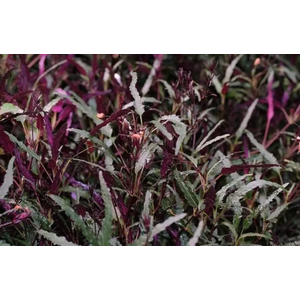 ХЕМИГРАФИС УЗКОЛИСТНЫЙ - Hemigraphis narrow