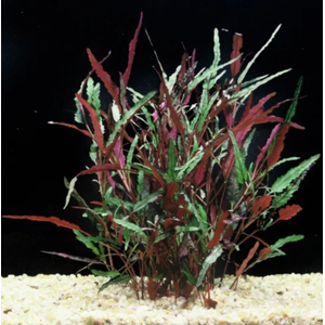 ХЕМИГРАФИС УЗКОЛИСТНЫЙ - Hemigraphis narrow