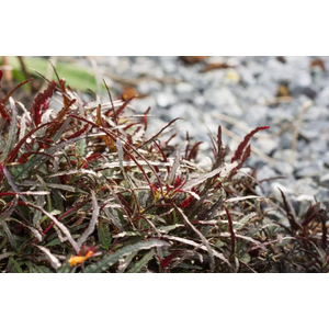 ХЕМИГРАФИС УЗКОЛИСТНЫЙ - Hemigraphis narrow