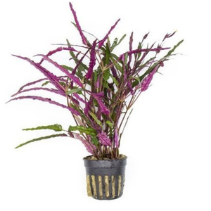 ХЕМИГРАФИС УЗКОЛИСТНЫЙ - Hemigraphis narrow