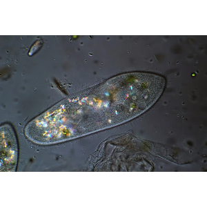 ИНФУЗОРИЯ ТУФЕЛЬКА ЖИВОЙ КОРМ ДЛЯ КОРМЛЕНИЯ МАЛЬКА 500мл