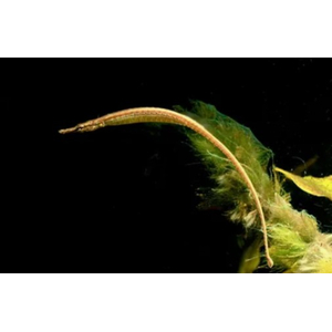 РЫБА ИГЛА ДОРИХТИС Doryichthys martensii