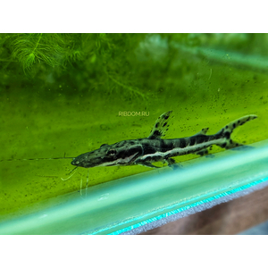 Pseudoplatystoma fasciatum — вид пресноводных лучепёрых рыб из семейства Плоскоголовые сомы. Также известен как полосатая псевдоплатистома.