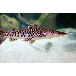 Pseudoplatystoma fasciatum — вид пресноводных лучепёрых рыб из семейства Плоскоголовые сомы. Также известен как полосатая псевдоплатистома.