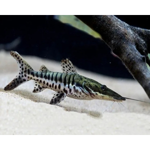 Pseudoplatystoma fasciatum — вид пресноводных лучепёрых рыб из семейства Плоскоголовые сомы. Также известен как полосатая псевдоплатистома.