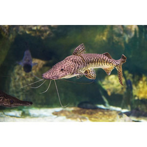 Pseudoplatystoma fasciatum — вид пресноводных лучепёрых рыб из семейства Плоскоголовые сомы. Также известен как полосатая псевдоплатистома.