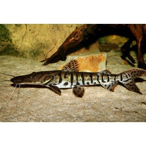 Pseudoplatystoma fasciatum — вид пресноводных лучепёрых рыб из семейства Плоскоголовые сомы. Также известен как полосатая псевдоплатистома.