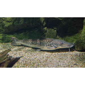 Pseudoplatystoma fasciatum — вид пресноводных лучепёрых рыб из семейства Плоскоголовые сомы. Также известен как полосатая псевдоплатистома.