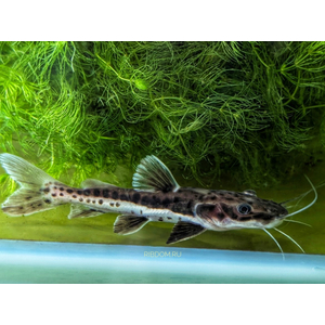 Гибрид краснохвостого сома (фрактоцефала) и псевдоплатистомы (Phractocephalus x Pseudoplatystoma «Hybrid»).