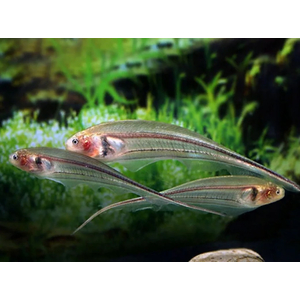 НОЖЕТЕЛКА ЗЕЛЕНОВАТАЯ - ЭНГИМАНИЯНОЖЕТЕЛКА ЗЕЛЕНОВАТАЯ - ЭНГИМАНИЯ