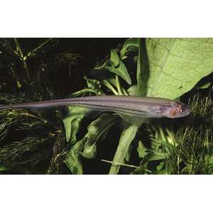 НОЖЕТЕЛКА ЗЕЛЕНОВАТАЯ - ЭНГИМАНИЯ